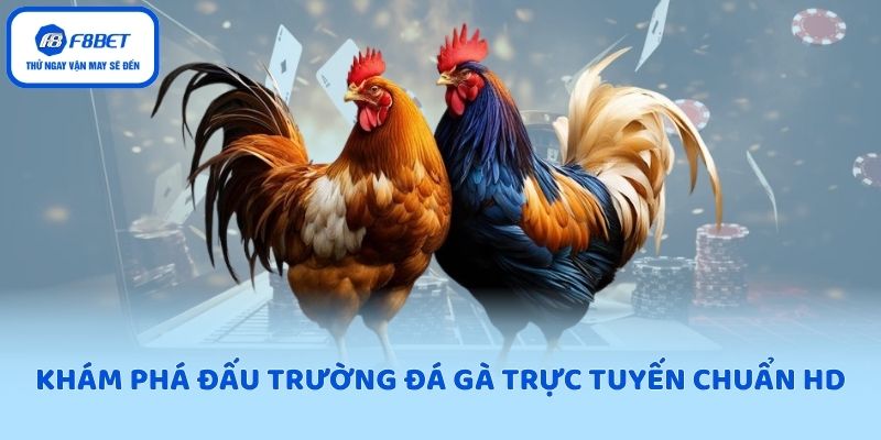 Khám phá đấu trường đá gà trực tuyến chuẩn HD